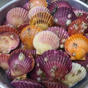 통영 홍가리비3kg 4인분 오전주문 당일출하