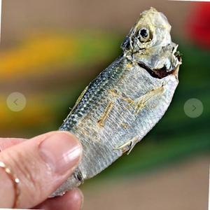 vb 국내산 밴댕이 디포리 명품 띠포리 식자재 업소용 식재료 식당용 대용량 단체 급식용 띠포리건조밴댕이