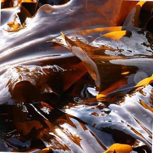 vb 건다시마 파지 완도 다시마 500g 식자재 업소용 식재료 식당용 대용량 단체 급식용