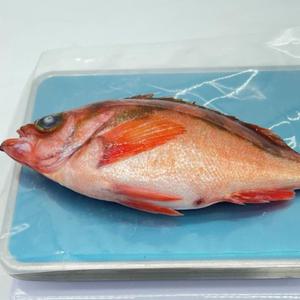 국내산 프리미엄 특대 볼락 1kg 2kg 뽈락 매운탕 쏨뱅이 구이