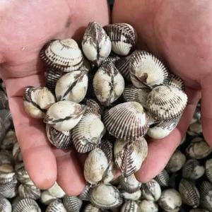 당일채취 벌교 새꼬막 1kg 기본 반찬용