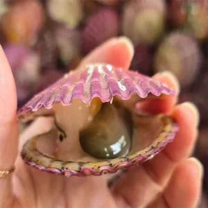 산지직송 통영 제철홍가리비1kg 세척가리비