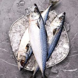 [롯데백화점]팜투맘 국내산 가정용 손질 자반고등어 12미 총 2kg 내외