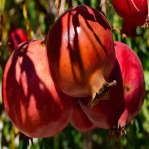 [나무의모든것]수퍼단석류/캘리포니아석류 묘목/유실수 대과종