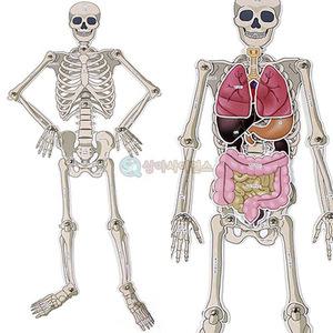 (SA 인체골격 내부장기모형) SA/만들기