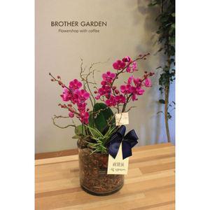 [브라더가든]서양난/난배달]어머님이 좋아하실 우아한 자줏빛 서양난선물 - 만천홍B
