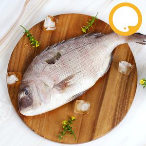 참돔 도미 5.5kg 7미 냉동 제수용생선 도매