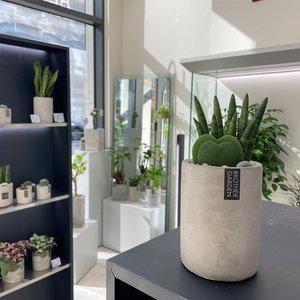 [브라더가든][연인선물]스투키&하트선인장의 콜라보