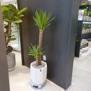 [브라더가든][실시간재고변동/이사선물화분/친구개업선물] 유카