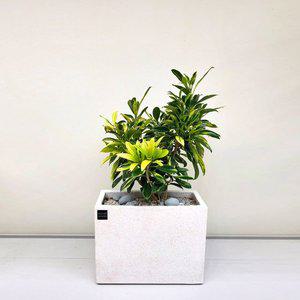 [브라더가든][화분선물/무늬식물] 무늬워터자스민