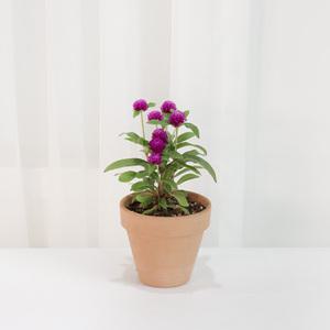 갑조네 천일홍 (소품) 꽃모종