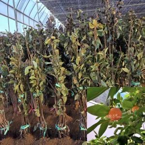 단감나무 묘목 (차량단감) 접목1년생 특묘 감묘목 과수 유실수