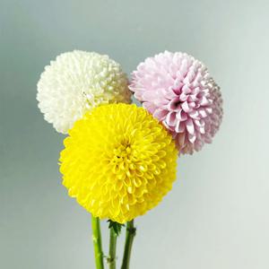 솜리플라워 생화 퐁퐁 국화 5송이 소국 폼폰 디스버드 행복 꽃 정기구독 서비스