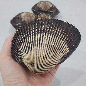 당일조업 서해안 초대왕 피꼬막 2kg