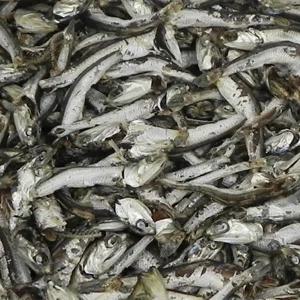 정성애찬 다시멸치(상품) 1.5kg