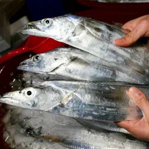 [롯데백화점]제주피셔스마켓 한번도 얼리지 않은 제주생물 은갈치(400g X 6마리, 총 2.4Kg)