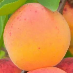 [충북농원] 하코트 살구나무 묘목 - 1년생/접목묘