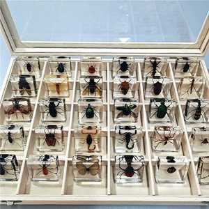 표본 사슴벌레 인테리어 수업 보관 상자 투명 디피