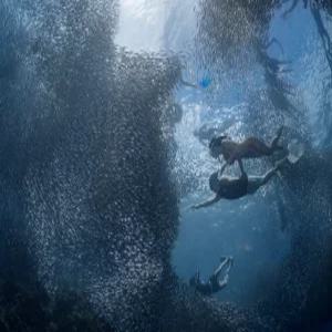 [보홀]  실속 나팔링 스노클링 (오전/오후/한국인전용/픽업드랍/열대어/정어리떼/프리다이빙/)