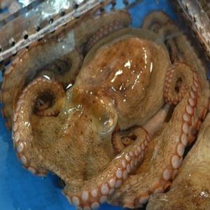 통영 자연산 돌문어1kg/집들이/굴/당일묶음발송