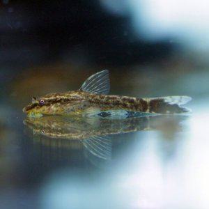 나나아쿠아 열대어 리오네그로 오토싱 1마리