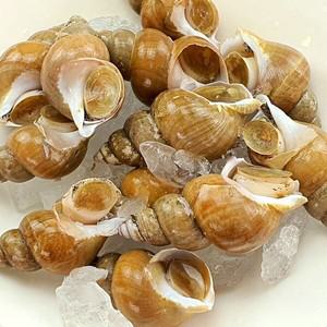 싱싱바다궁 국내산 활 백고동 1kg(대,10-20미)