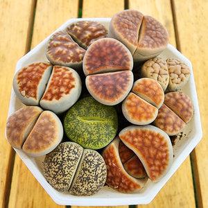 에덴플랜트 리톱스 믹스 혼합 코노피튬 다육이 선인장 미니다육 귀여운 포인트 인테리어