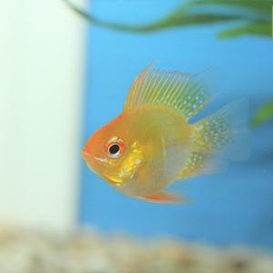 나나아쿠아 열대어 골든볼 라미네지 1마리