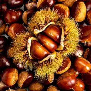 제철진미 제철 햇 부여밤 햇밤 중사이즈 2kg