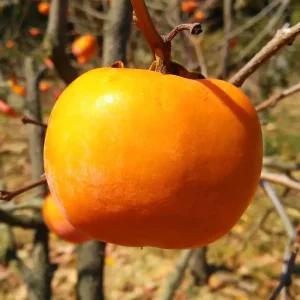 [충북농원] 이대감 감나무 결실주 묘목 - R2/분