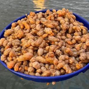 통영 활 오만둥이 생물 냉동 미더덕 2kg 손질 세척 당일조업