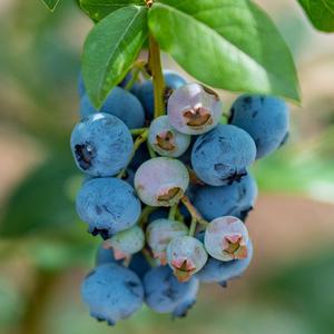 듀크 블루베리나무 묘목 5년생 정원 과실수 재배 수확 원예 가드닝
