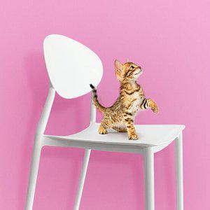 포니오 인테리어 디자인 홈카페 식탁의자