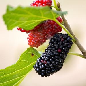 향수묘목농원  오디나무  슈퍼오디 접목2년생묘목