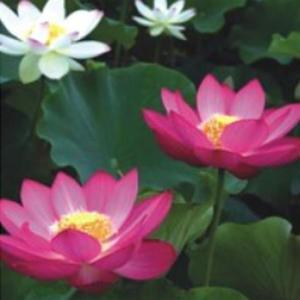 연꽃씨앗 연꽃 씨앗팜 야생화 꽃씨 품종 종자 씨 10립