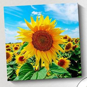 [BZI3L5L3_51AJ]그림 액자 해바라기 사진