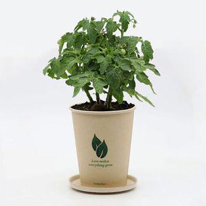 미니 화분 식물 인테리어 거실 실내 사무실 소형 키우기쉬운 집들이선물 집에서 재배기 원예용품