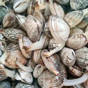 [롯데백화점]물맛남 품질보장 제철 통영 왕바지락 3kg