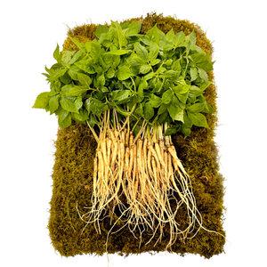 명품 새싹삼 새싹인삼 100뿌리