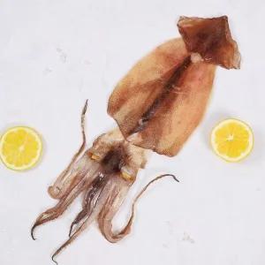 [강영수산]구룡포 반건조오징어 5미 특대 (750g)