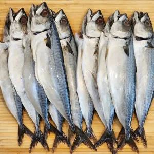 국내산 손질 자반고등어 12미(1.7kg~2.3kg내외)