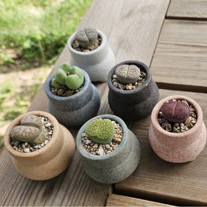 리톱스 축전선인장을 심은 긴항아리 미니화분