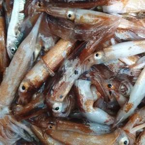 통찜오징어 급냉 통찜용 오징어 선동 냉동 500g 1kg