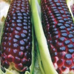 흑 옥수수씨앗 찰옥수수 씨앗 식물 종자 열매 20g