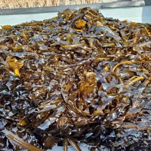 동해안 햇미역 자연산 돌미역 1kg 국산