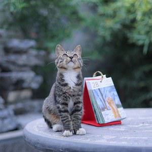 2025 고양이달력 신년 탁상 책상 카렌다 사진 인테리어 캘린더 감성 일력 포토