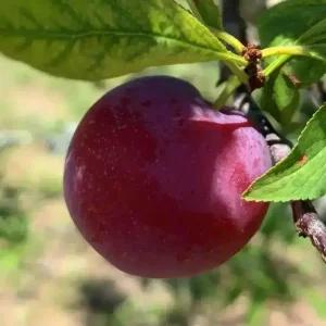 [충북농원] 로얄대석 자두나무 묘목 - 분묘