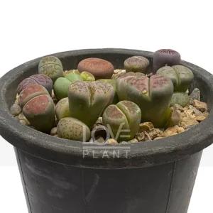 리톱스모듬 메셈 분할성장 다육식물 살아있는돌 식물키우기 소품 인테리어