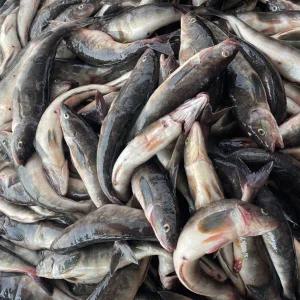 묵호항 급냉 임연수 1kg(2~4미 내외)