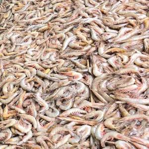 [엠픽] 100% 자연산 실속형 서해안 급냉 대하 500g(17~20미)